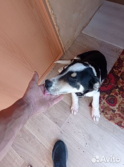 Отдаëтся в добрые руки бесплатно