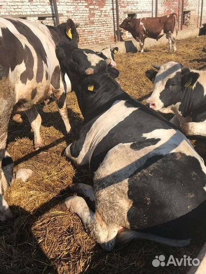 Бычки телята