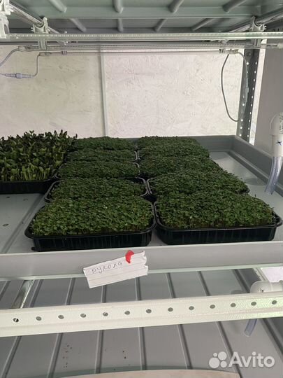 Микрозелень