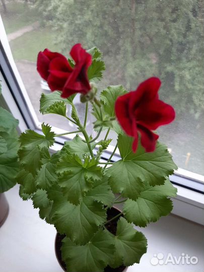 Герань пеларгония королевская