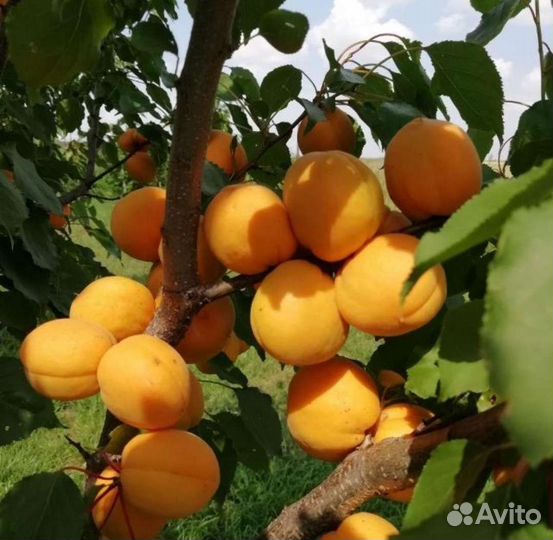 Саженцы