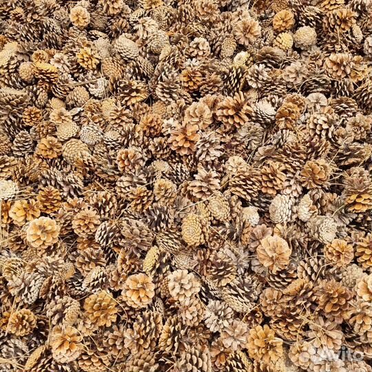 Шишки крымские, в ассортименте