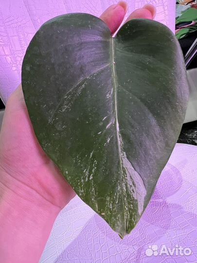 Монстера минт