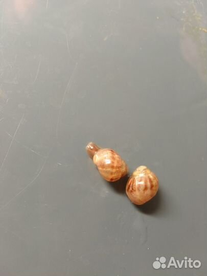 Улитки ахатины