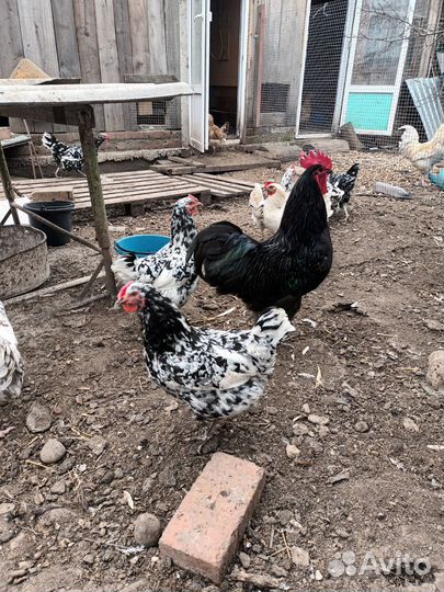 Инкубационное яйцо породных кур