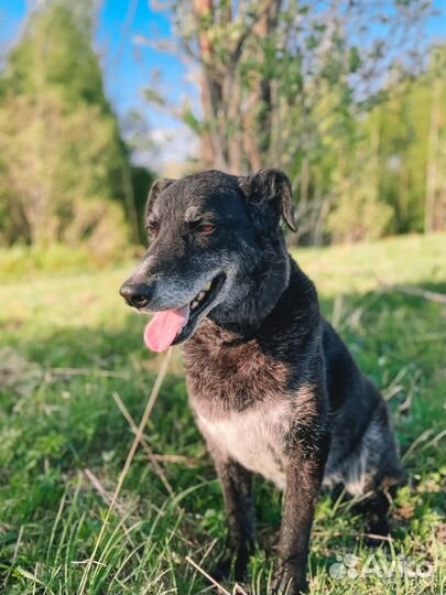 Хороший мальчик в добрые руки