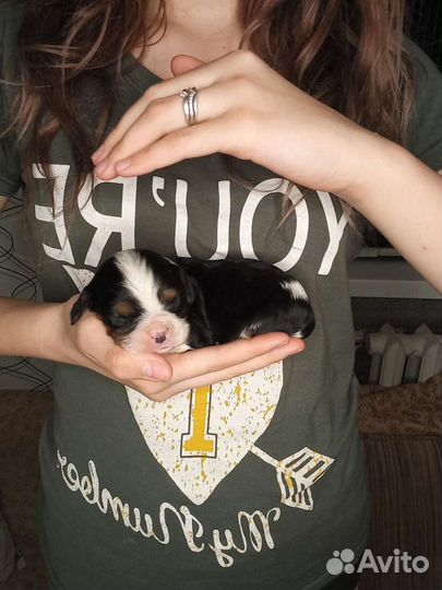 Щенки кавалеров