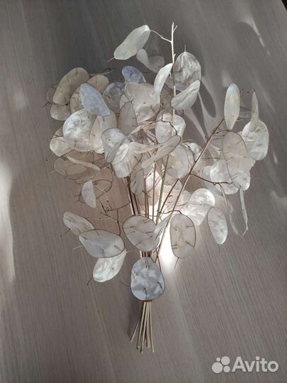 Сухоцвет лунник