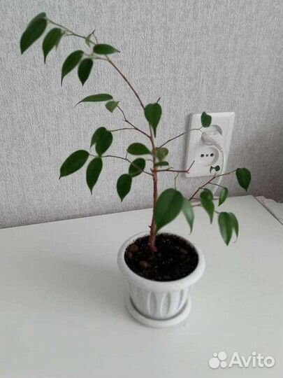 Фикус бенджамина