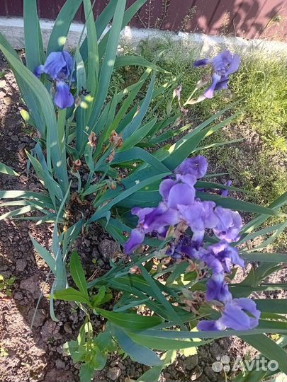 Ирисы