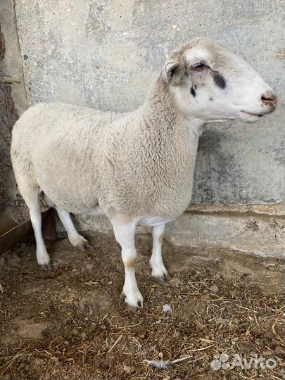 Баран Дорпер