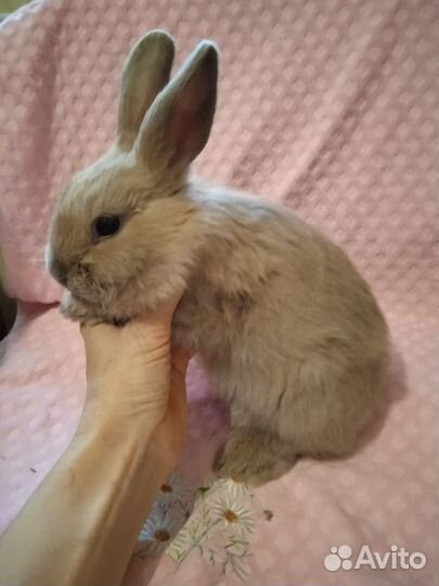 Крольчата