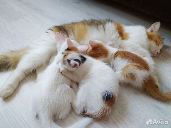 Кошка