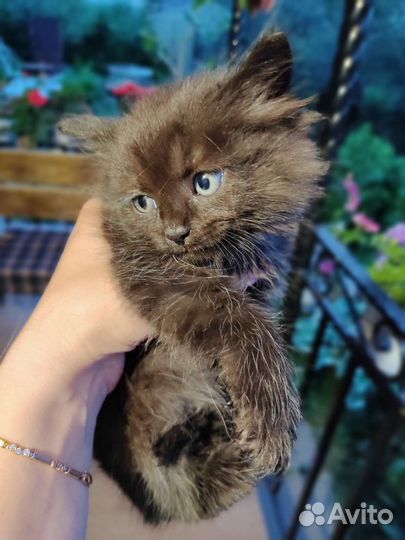 Котик бесплатно