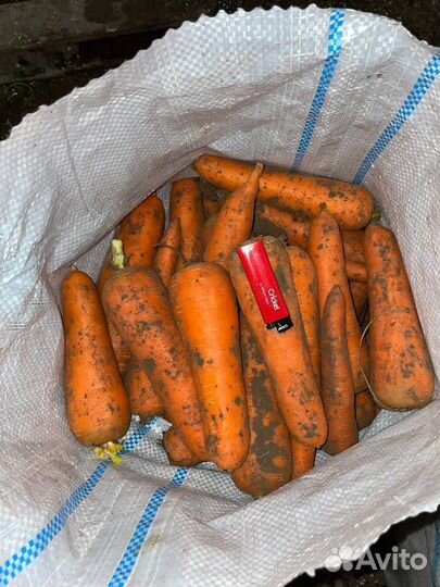 Морковь оптом кордоба