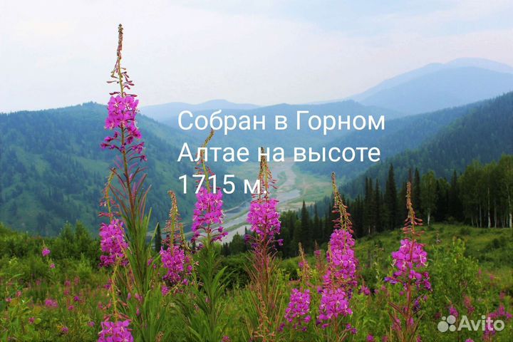 Иван-чай высокогорный ферментированный