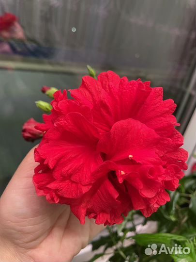 Гибискус махровый