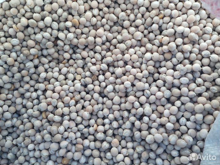 Горох кормовой