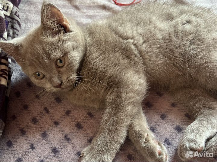 Шотландские котята