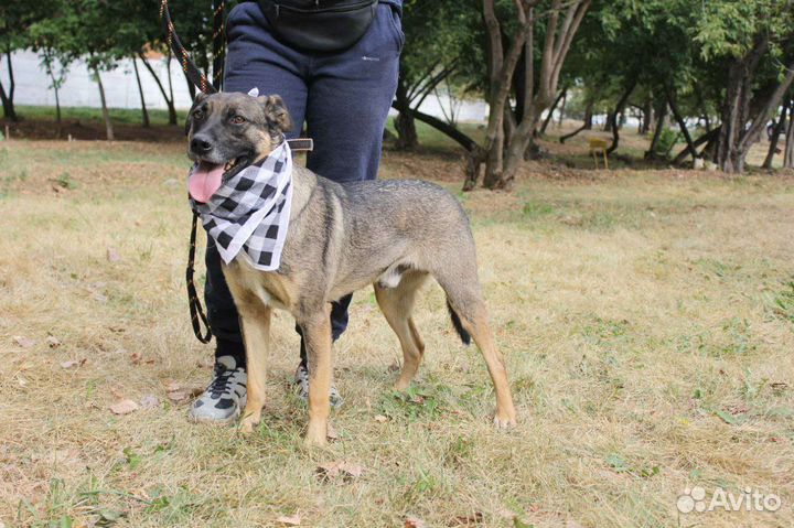 Забери Добби домой