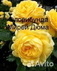 Роза флорибунда Мирей Дюма