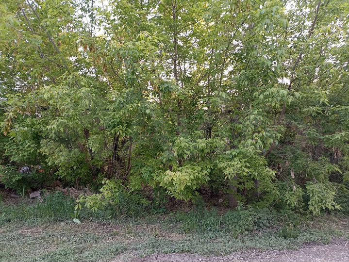 Участок 29 сот. (ИЖС)