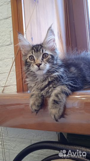 Котик Мейн-кун