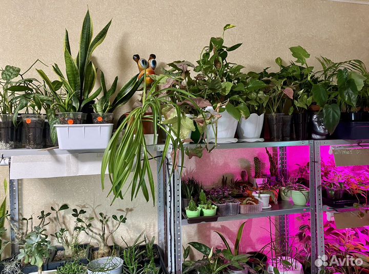 Комнатные цветы