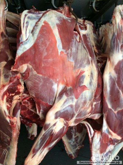 Мясо телятина