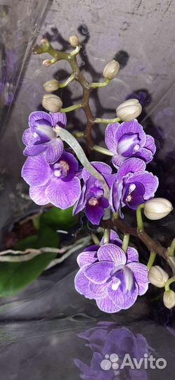 Орхидея Виолет Квин