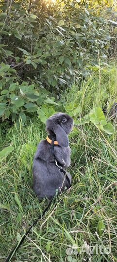 Кролик в аренду