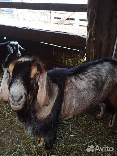 Продам коз и козлов