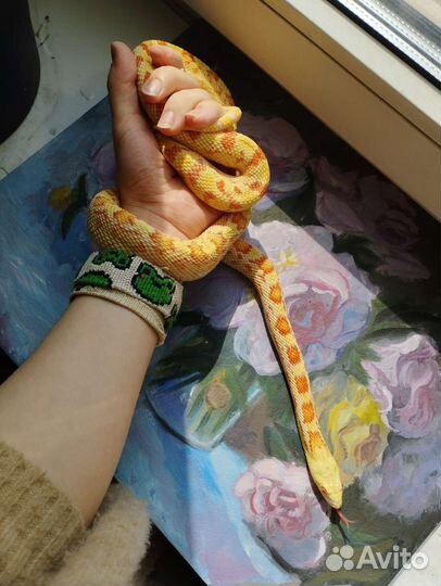 Сонорская гоферовая змея