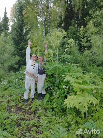 Продам мёд с личной пасеки дягиль лекарственный