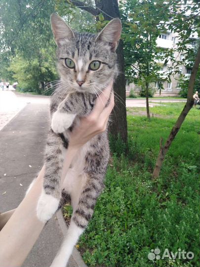 Уличная кошечка подросток