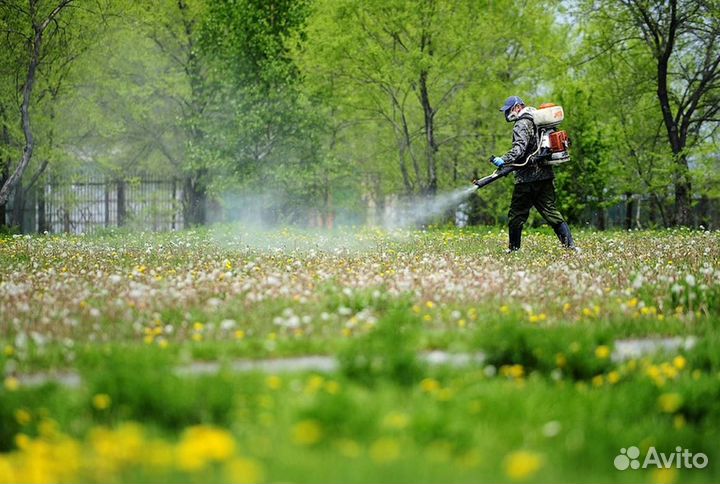 Уничтожение клопов тараканов клещей