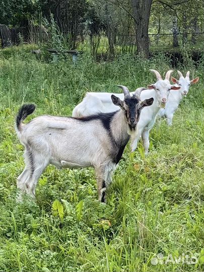 Козлики 6 месяцев, Услуги козла