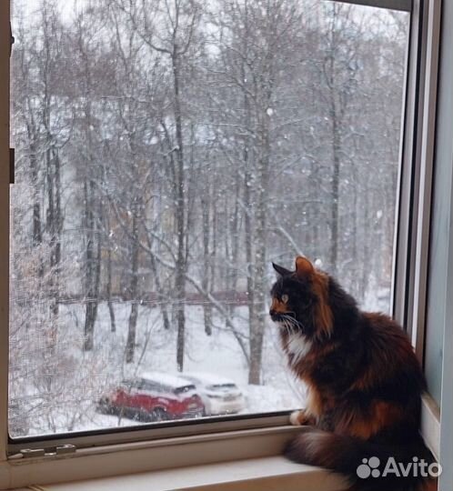 Отдам бесплатно животные