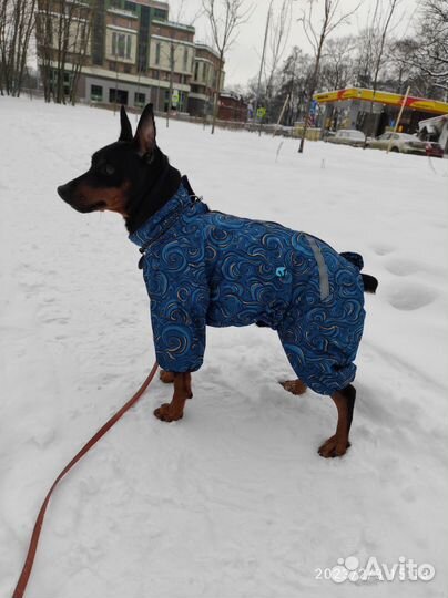 Одежда для собак, подстилки, шнурок