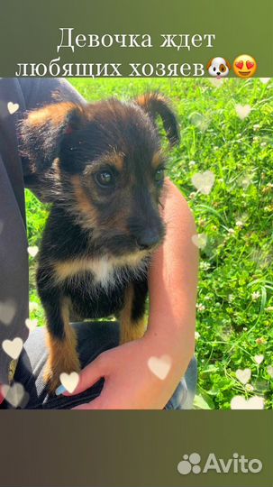Щенки небольшие в добрые руки