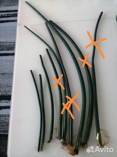 Сансевиерия Цилиндрика, толстянка