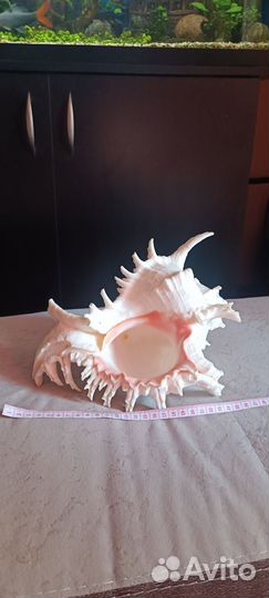 Ракушка морская большая