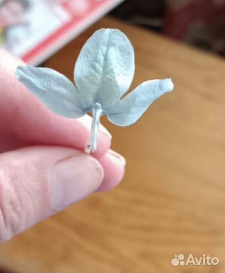 Хойя карноза