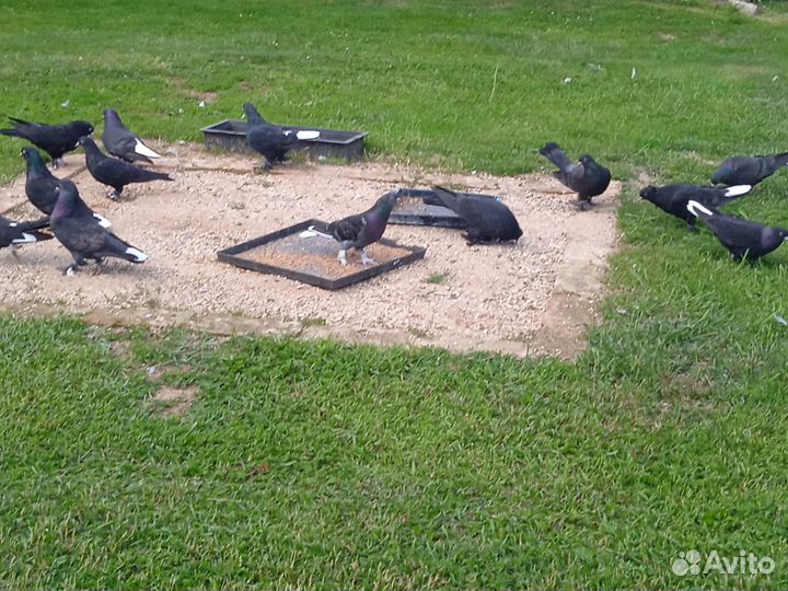 Голуби турецкая такла