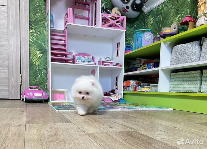 Мальчик и девочка промеранмкий шпиц