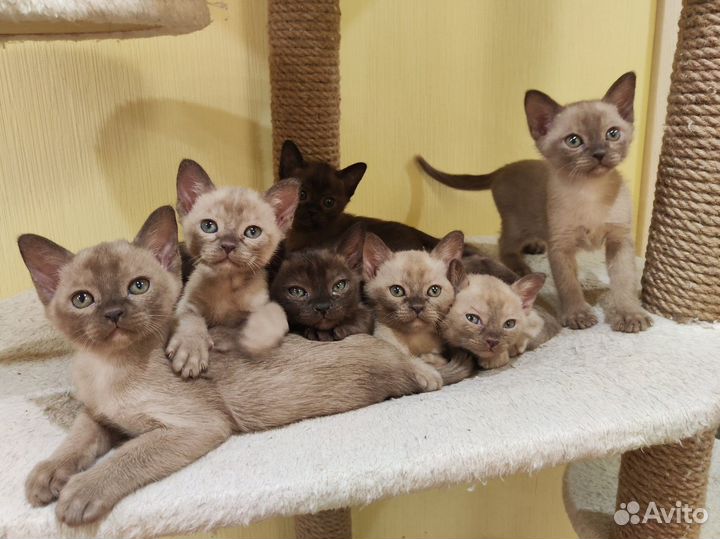 Бурманские котята