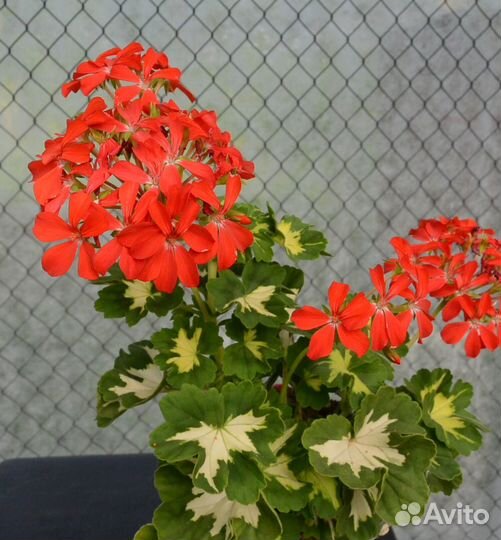 Пеларгония Happy Thought