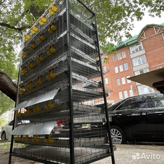 Клетки для перепелов 6-ярусные на 250 птиц
