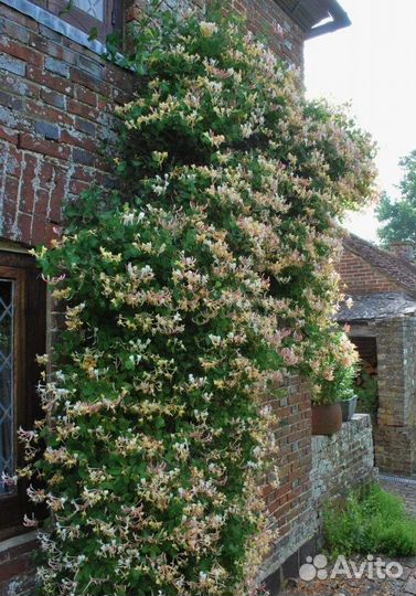 Жимолость вьющяяся Каприфоль