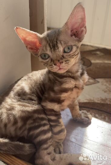 Передержка мелких собак и кошек